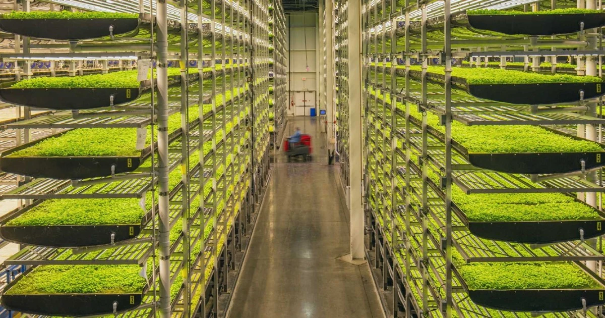 AeroFarms' Vertical Farming